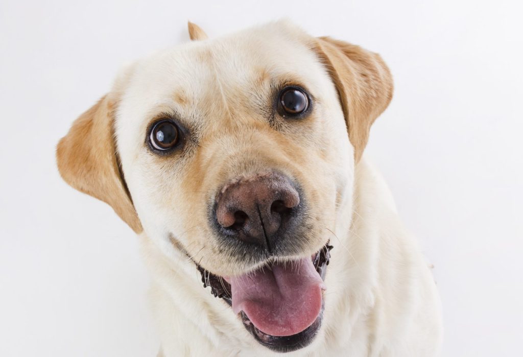 10 Juegos para Estimular Mentalmente a tu Perro y Evitar el Aburrimiento