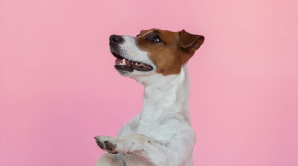 Cómo Evitar que tu Perro Salte sobre las Personas al Saludar